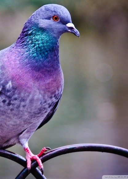 Axbird Bariyer Sistemleri