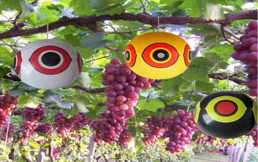 Kuş Balonları ile Etkili ve Zararsız Çözüm