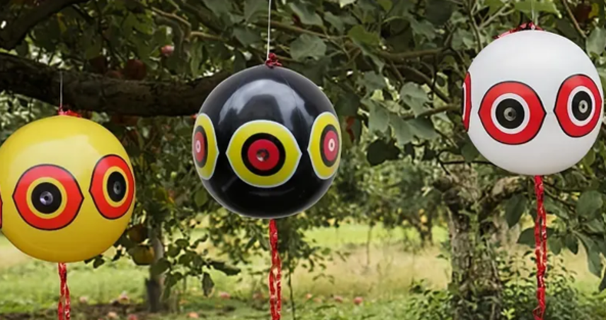 Kuş Balonları ve Alternatif Alanlar